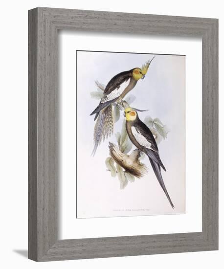 Cockatiel (Nymphicus Hollandicus)-John Gould-Framed Giclee Print