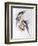 Cockatiel (Nymphicus Hollandicus)-John Gould-Framed Giclee Print