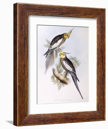 Cockatiel (Nymphicus Hollandicus)-John Gould-Framed Giclee Print