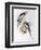 Cockatiel (Nymphicus Hollandicus)-John Gould-Framed Giclee Print