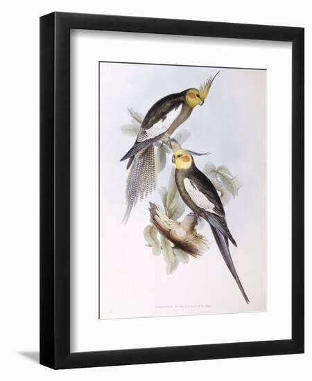 Cockatiel (Nymphicus Hollandicus)-John Gould-Framed Giclee Print