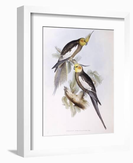 Cockatiel (Nymphicus Hollandicus)-John Gould-Framed Giclee Print