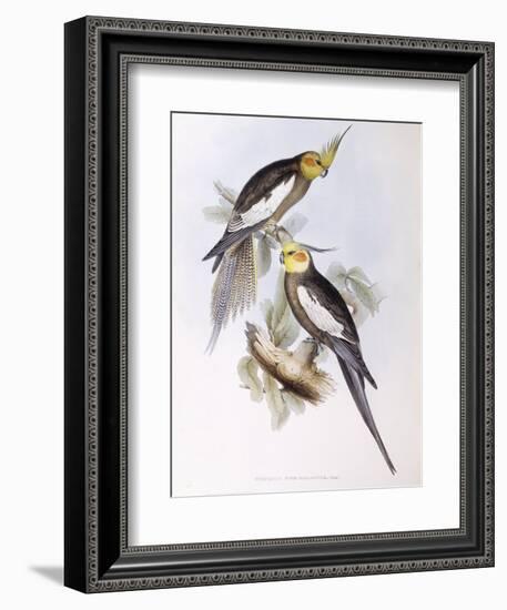 Cockatiel (Nymphicus Hollandicus)-John Gould-Framed Giclee Print