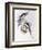 Cockatiel (Nymphicus Hollandicus)-John Gould-Framed Giclee Print