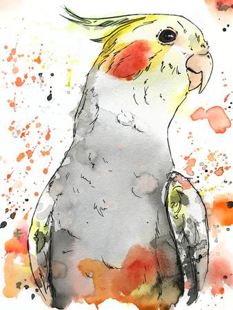 cockatiel painting