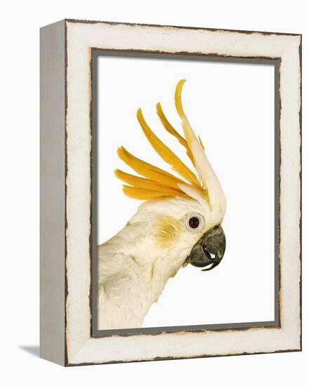 Cockatiel-Martin Harvey-Framed Premier Image Canvas