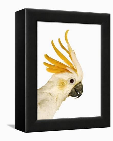 Cockatiel-Martin Harvey-Framed Premier Image Canvas