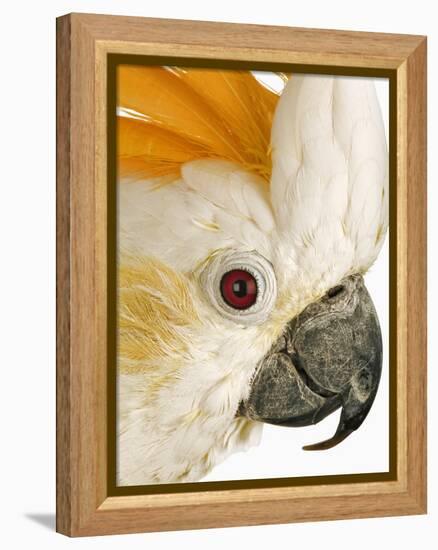 Cockatiel-Martin Harvey-Framed Premier Image Canvas