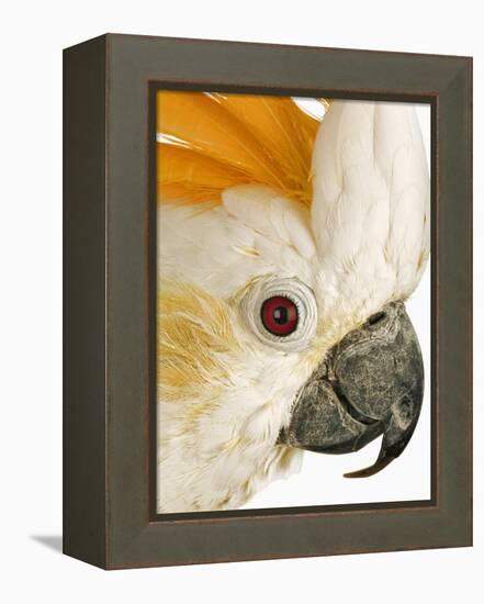 Cockatiel-Martin Harvey-Framed Premier Image Canvas