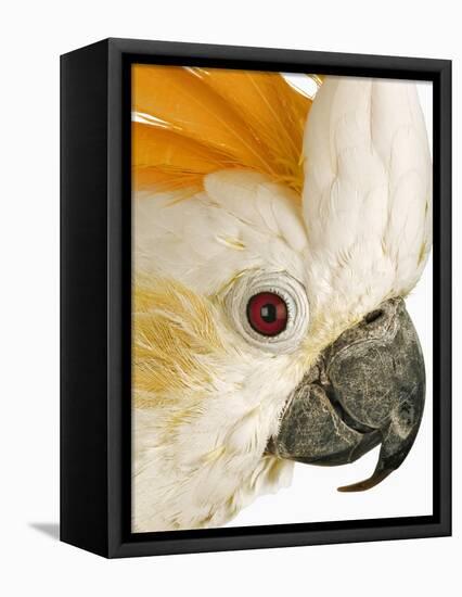 Cockatiel-Martin Harvey-Framed Premier Image Canvas