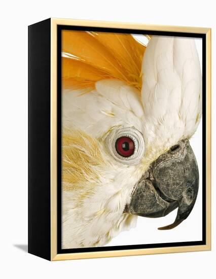 Cockatiel-Martin Harvey-Framed Premier Image Canvas