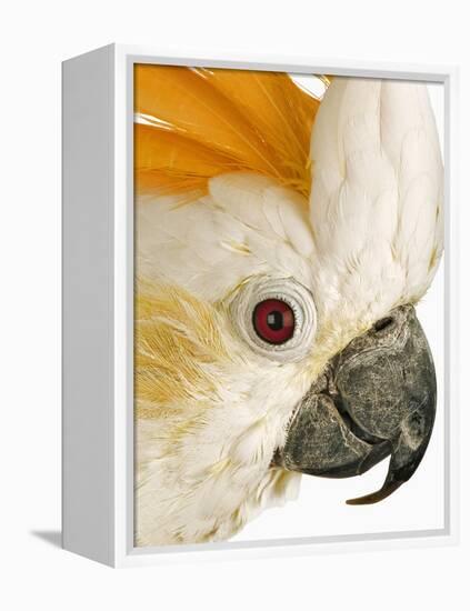 Cockatiel-Martin Harvey-Framed Premier Image Canvas