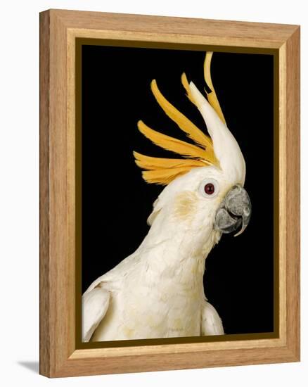 Cockatiel-Martin Harvey-Framed Premier Image Canvas