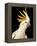 Cockatiel-Martin Harvey-Framed Premier Image Canvas