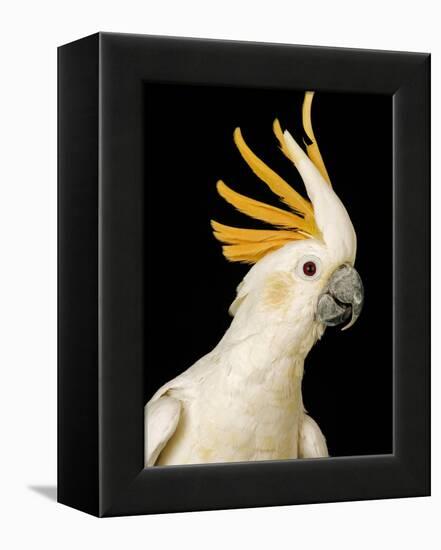 Cockatiel-Martin Harvey-Framed Premier Image Canvas