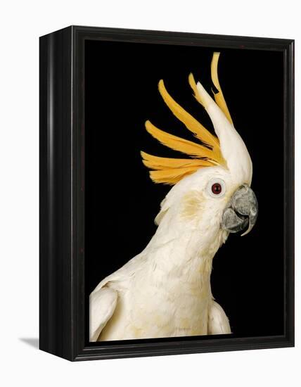 Cockatiel-Martin Harvey-Framed Premier Image Canvas