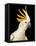 Cockatiel-Martin Harvey-Framed Premier Image Canvas