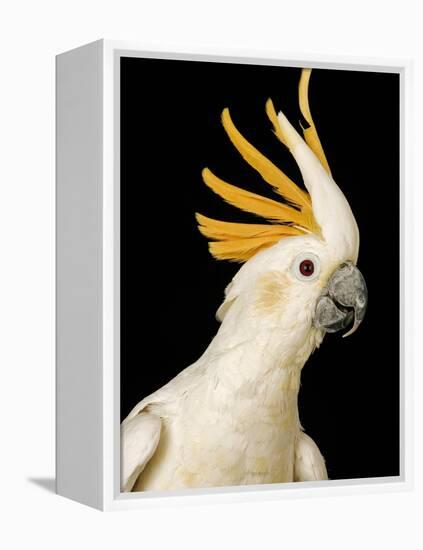 Cockatiel-Martin Harvey-Framed Premier Image Canvas