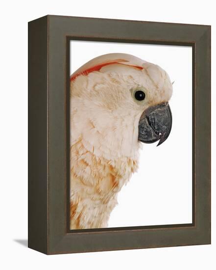 Cockatiel-Martin Harvey-Framed Premier Image Canvas