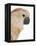 Cockatiel-Martin Harvey-Framed Premier Image Canvas