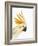 Cockatiel-Martin Harvey-Framed Photographic Print