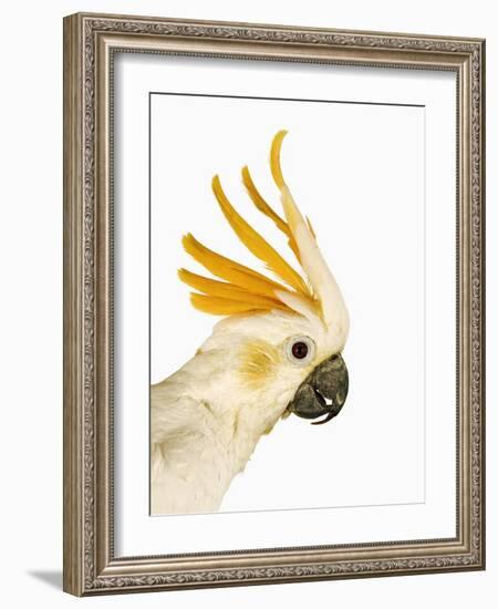 Cockatiel-Martin Harvey-Framed Photographic Print