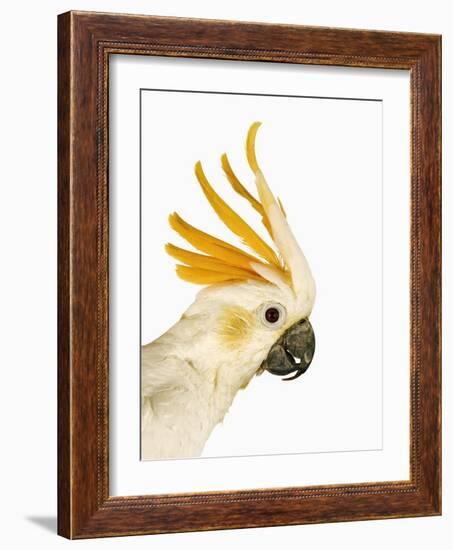 Cockatiel-Martin Harvey-Framed Photographic Print