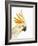 Cockatiel-Martin Harvey-Framed Photographic Print