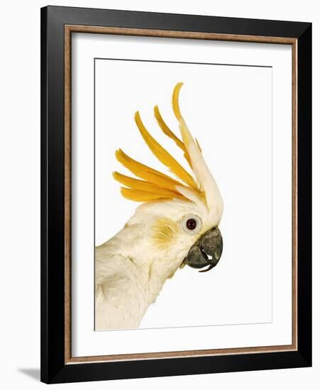 Cockatiel-Martin Harvey-Framed Photographic Print