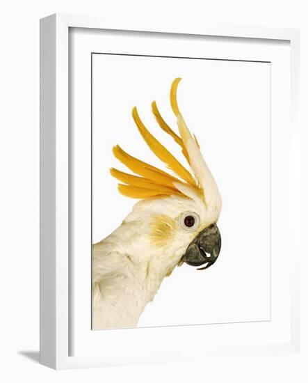 Cockatiel-Martin Harvey-Framed Photographic Print