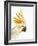 Cockatiel-Martin Harvey-Framed Photographic Print