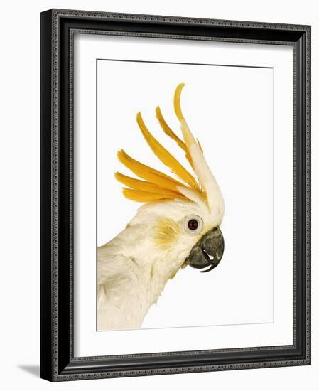 Cockatiel-Martin Harvey-Framed Photographic Print