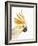 Cockatiel-Martin Harvey-Framed Photographic Print