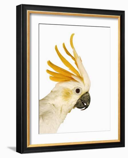 Cockatiel-Martin Harvey-Framed Photographic Print