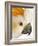 Cockatiel-Martin Harvey-Framed Photographic Print