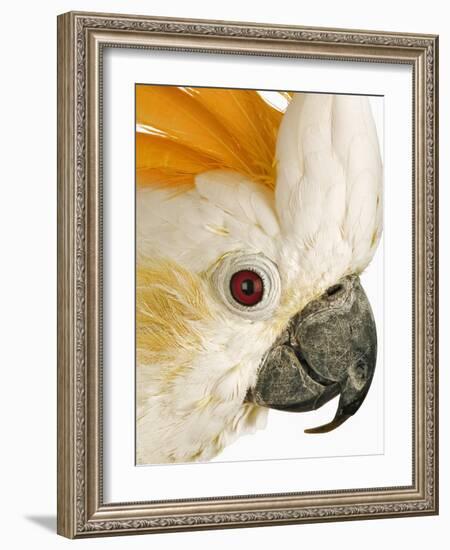 Cockatiel-Martin Harvey-Framed Photographic Print