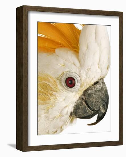 Cockatiel-Martin Harvey-Framed Photographic Print