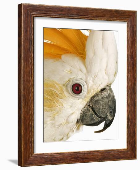 Cockatiel-Martin Harvey-Framed Photographic Print