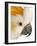 Cockatiel-Martin Harvey-Framed Photographic Print