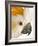 Cockatiel-Martin Harvey-Framed Photographic Print