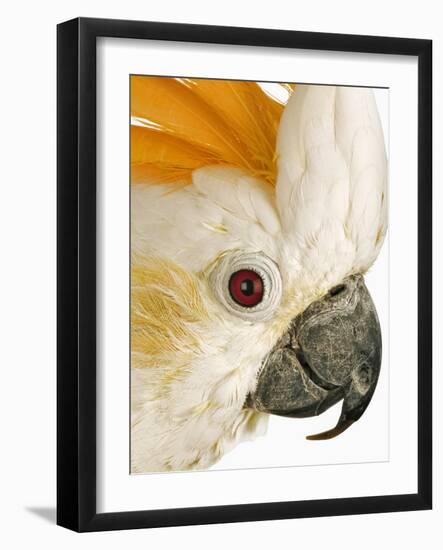 Cockatiel-Martin Harvey-Framed Photographic Print