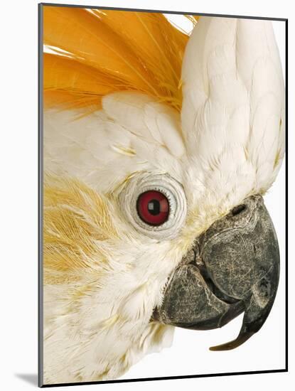 Cockatiel-Martin Harvey-Mounted Photographic Print