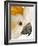 Cockatiel-Martin Harvey-Framed Photographic Print