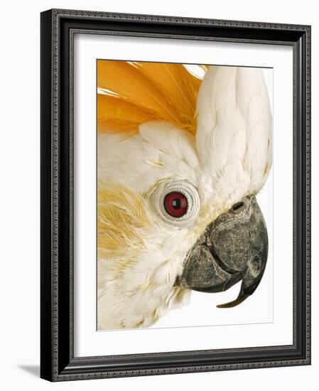 Cockatiel-Martin Harvey-Framed Photographic Print