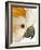 Cockatiel-Martin Harvey-Framed Photographic Print