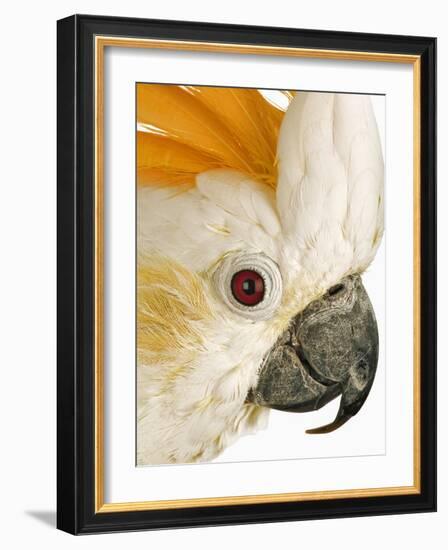 Cockatiel-Martin Harvey-Framed Photographic Print