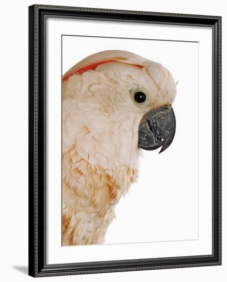 Cockatiel-Martin Harvey-Framed Photographic Print