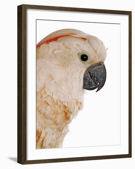 Cockatiel-Martin Harvey-Framed Photographic Print