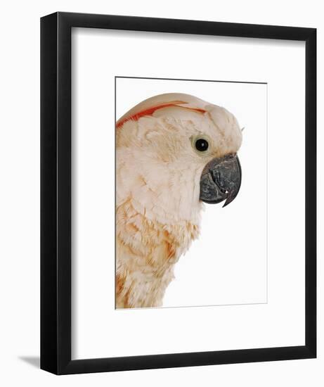 Cockatiel-Martin Harvey-Framed Photographic Print