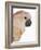 Cockatiel-Martin Harvey-Framed Photographic Print